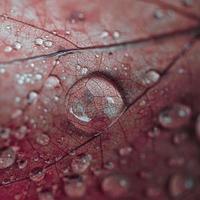 gotas de lluvia en la hoja de arce roja en días lluviosos en la temporada de otoño, fondo rojo foto