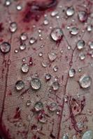 gotas de lluvia en la hoja de arce roja en días lluviosos en la temporada de otoño, fondo rojo foto