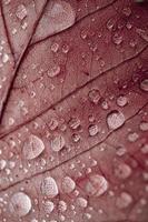 gotas de lluvia en la hoja de arce roja en días lluviosos en la temporada de otoño, fondo rojo foto