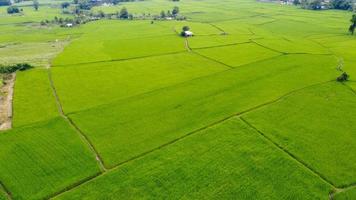 campos de arroz en terrazas en temporada de lluvias foto