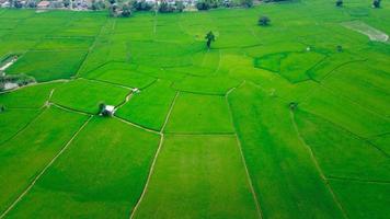 Rice fields on terraced in rainy season photo