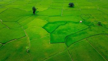 Rice fields on terraced in rainy season photo