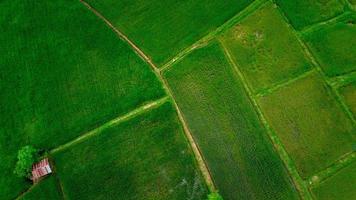 Rice fields on terraced in rainy season photo