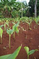 planta de cúrcuma con hojas verdes en el jardín foto