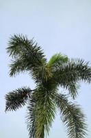 palm tree with lush leaves on a clear sky background photo