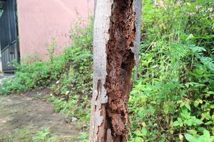 rotting palm tree trunk eaten by termites photo