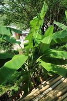 banana tree with green leaves growing in the garden photo