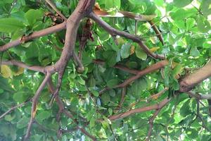 green and lush ketapan tree photo