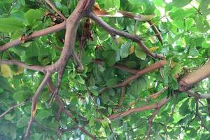 green and lush ketapan tree photo