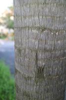 brown rough textured palm trunk photo
