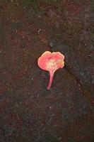 Red flamboyant flowers falling on the paving photo