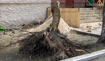 tocón de álamo y tronco de árbol y raíces en el suelo, después de quitar los árboles foto