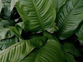 vista de primer plano de la naturaleza del fondo de la hoja verde. endecha plana, concepto de naturaleza oscura, hoja tropical foto