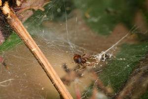 Baby spider looks up from the web photo