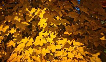 hojas de arce coloridas en otoño foto