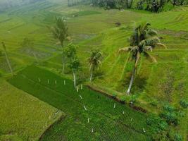 Aerial view from top to bottom of colorful rice fields and coconut trees with foggy conditions in Indonesia photo