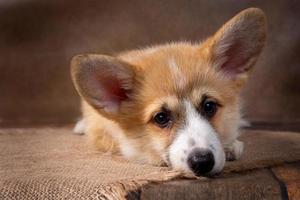 Charming puppy Welsh corgi Pembroke lies and looks at the camera on a dark background photo