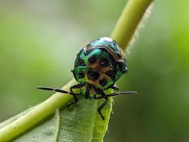 Macro of jewel bug insect photo