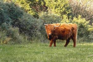 Highlander cows in the dunes of Wassenaar The Netherlands. photo