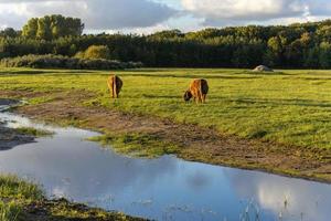 Highlander cows in the dunes of Wassenaar The Netherlands. photo