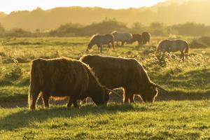 vacas montañesas en las dunas de wassenaar los países bajos. foto