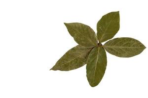 A set of five dry bay leaves, folded in the form of flower petals, on a white isolated background. photo