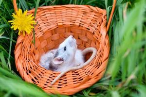 Pet rat dumbo sits in a wicker basket on the grass in the park on a sunny summer day. photo