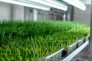 Growing seeds in a greenhouse. Micro-greenery farm. Production o photo
