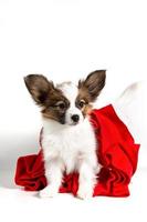 A Papillon puppy in a red scarf and Christmas hat stands on a light background photo