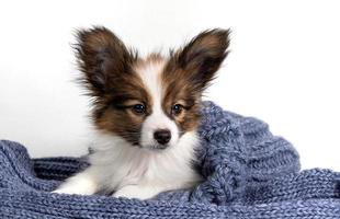 Portrait of a cute Papillon puppy in a gray knitted scarf on a light background photo