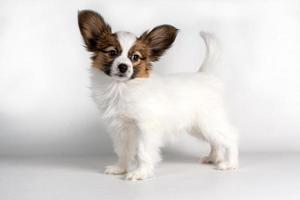 Papillon puppy stands and looks at the camera photo