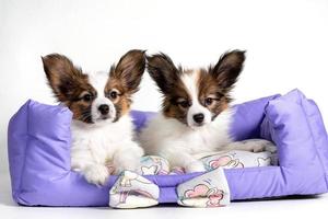 Two cute Papillon puppies lie on an animal pillow on a white background. photo