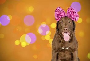 Portrait of a Chesapeake Bay Retriever dog with a large Christmas bow on an elegant background in the Studio. photo