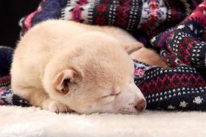 A small white Shiba inu puppy sleeps on a colored knitted sweater. photo