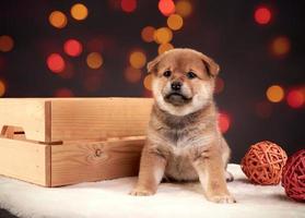 A red Shiba inu puppy sits next to a wooden box on a colorful bokeh photo