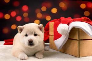 A white Shiba inu puppy wearing a red Santa hat on a colorful bokeh background photo