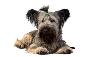 Skye Terrier dog lies and looking at the camera on white photo