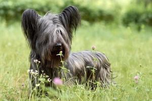 Sky Terrier dog walks in the Park in the summer. photo