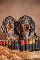 dos lindos cachorros dachshund de color mármol se sientan con una bandolera y cartuchos. foto