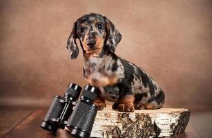 A cute marble dachshund puppy sits with binoculars on a brown background. Hunting concept photo