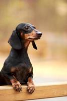 Portrait of an elderly black and tan Dachshund dog on the background of an autumn Park photo
