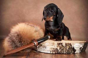 un pequeño cachorro dachshund de color negro y tostado se encuentra junto a un cuchillo de caza y piel de un animal esponjoso sobre un fondo marrón. foto