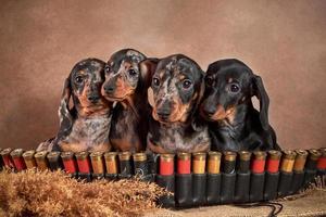 Four cute little dachshund puppies of marble color are sitting with a bandolier and cartridges. H hunting dog concept photo