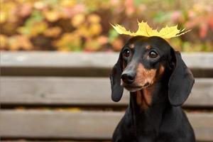 Portrait of a Dachshund dog with an autumn maple leaf on its head photo