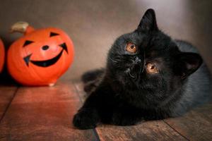 Black cat breed exotic with Halloween pumpkin on brown background. photo