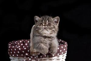 A kitten of an exotic shorthair breed sits in a wicker basket on a dark background photo