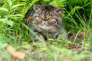 Cute brown striped cat exotic walks on a leash in the park on a summer day. Persian kitten on the green grass on a harness with a leash photo