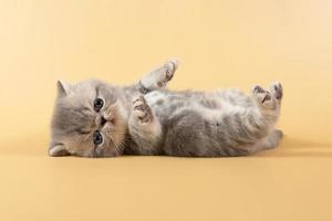 A charming gray exotic kitten lies on its back with its paws raised on a colored background photo