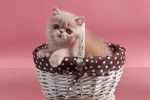 Cute exotic kitten sitting in a wicker basket on a pink background photo