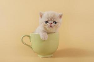 A creamy exotic kitten is sitting in a large green cup on a beige background. photo